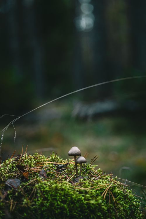 Mushrooms on Mossy Forest Floor in Autumn · Free Stock Photo