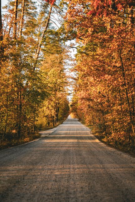 A serene gravel road lined with vibrant autumn foliage, perfect for a tranquil journey.