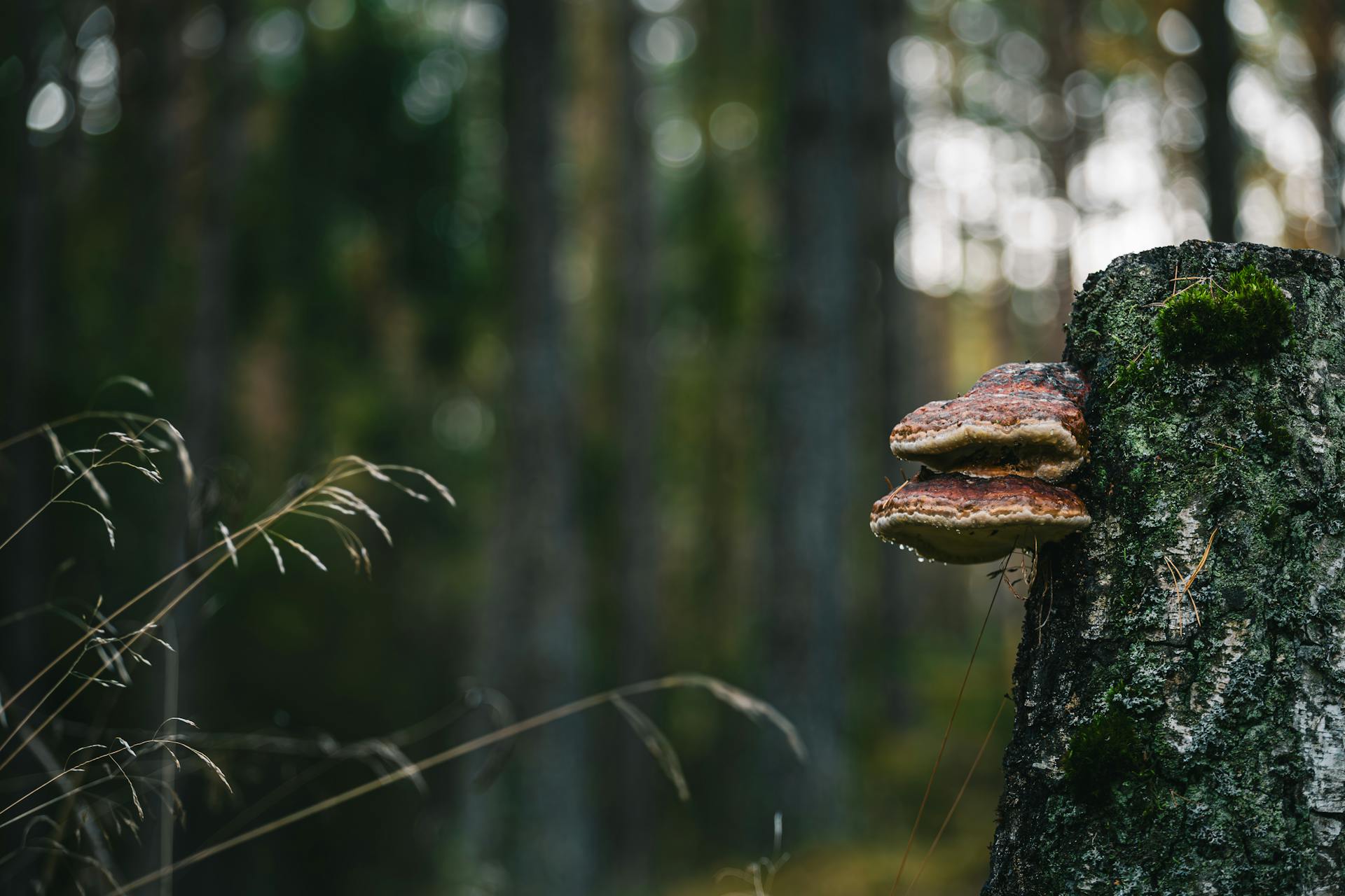 Close-up of bracket fungi on tree stump in a serene forest environment.