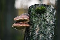 Wild Forest Mushroom on Tree Bark with Moss
