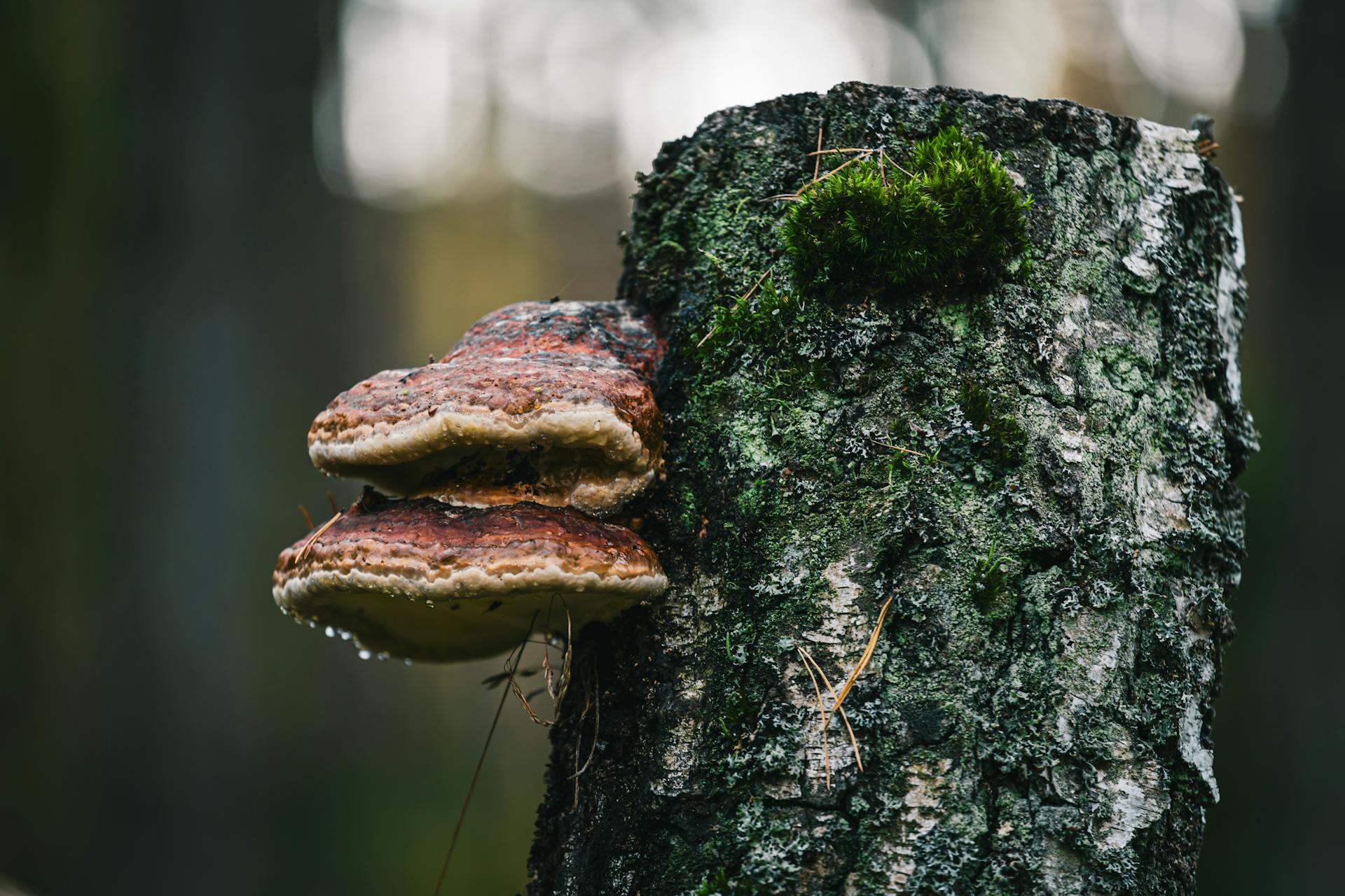 Close-up of a bracket mushroom and moss on a tree bark in a forest setting.