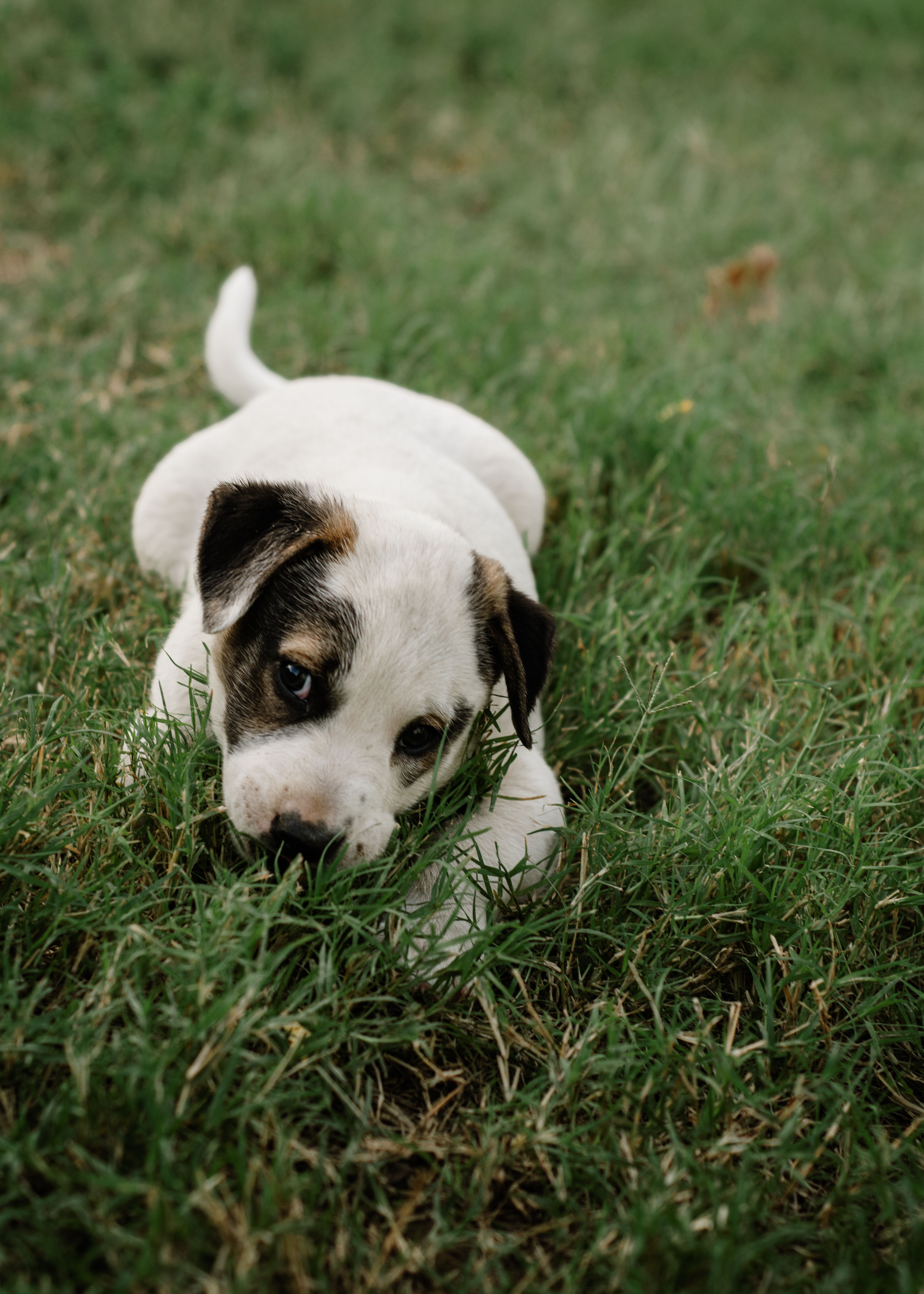 Playful Puppy Resting on Lush Green Grass · Free Stock Photo