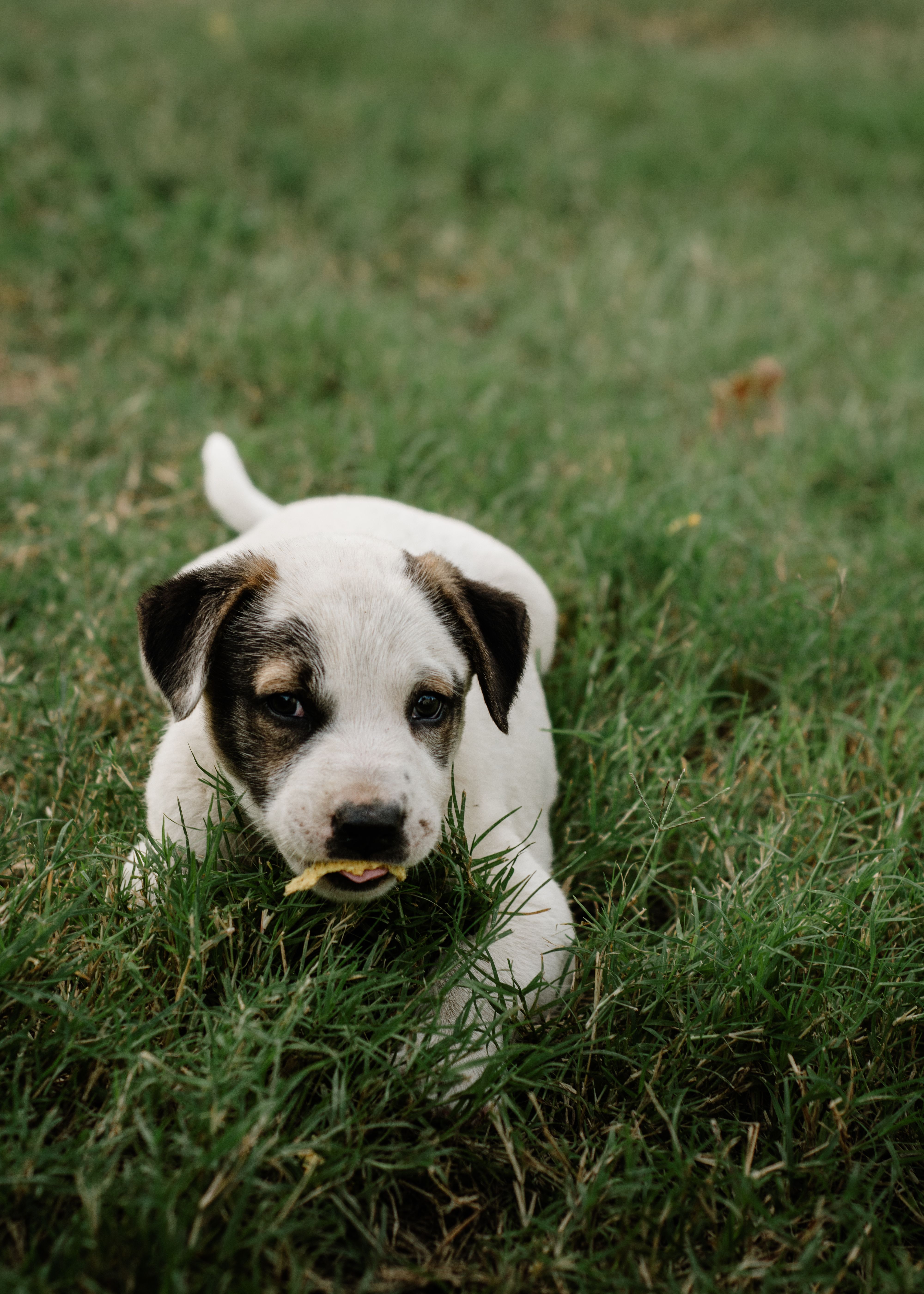 Playful Puppy on Green Grass in Sunny Park · Free Stock Photo