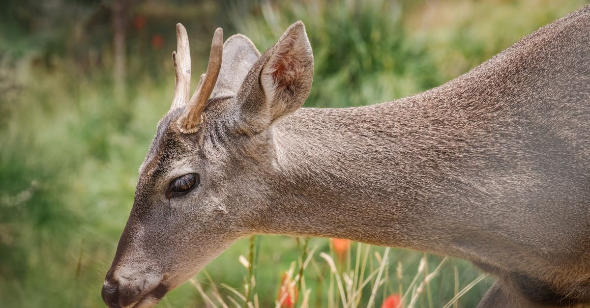 Rescate de una cría de venado en el desvío a San Vicente pone en valor la acción ciudadana y la protección de la fauna Rescate de una cría de venado en el desvío a San Vicente pone en valor la acción ciudadana y la protección de la fauna