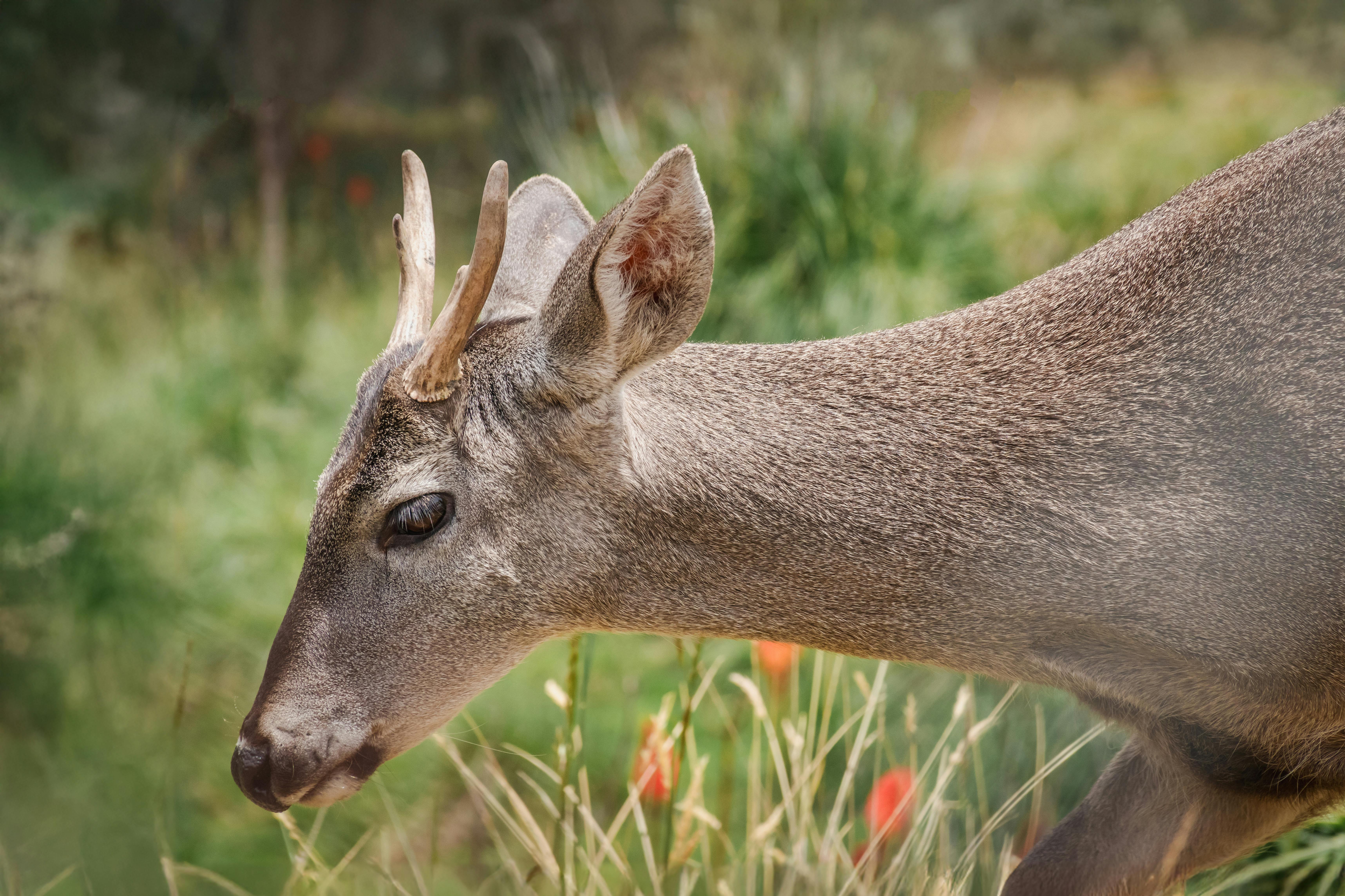 grátis Close de veados em meio à folhagem verde em Cajamarca, Peru, capturando a beleza natural. Foto profissional