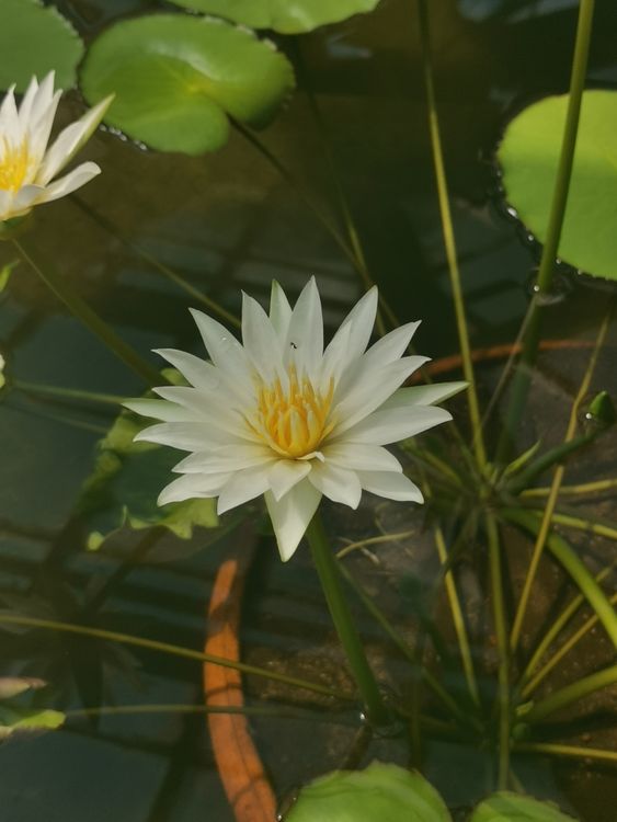 White Water Lily in a Tranquil Pond · Free Stock Photo