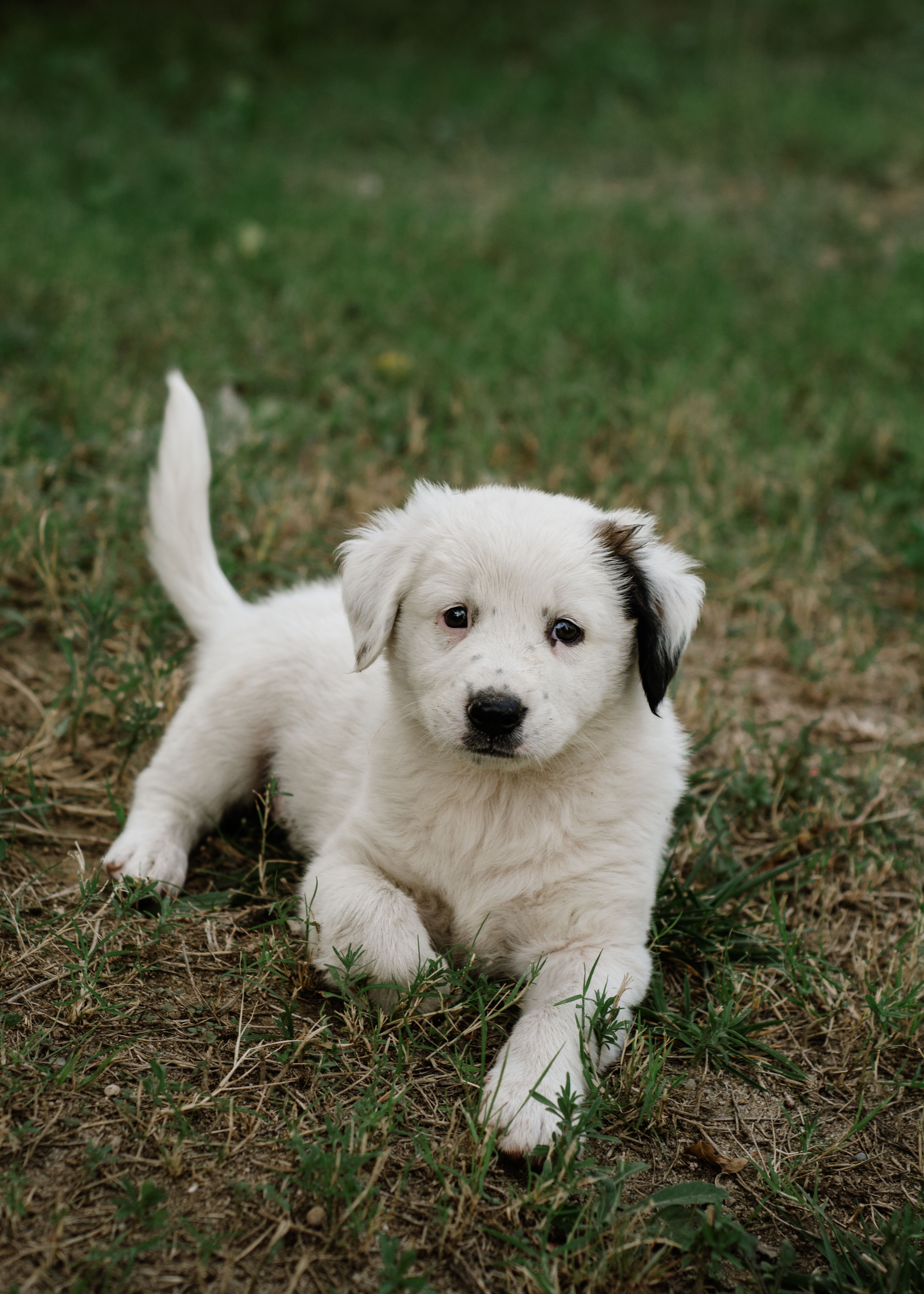 Cheap Dogs For Sale In Port Augusta: Responsible Buying Guide
