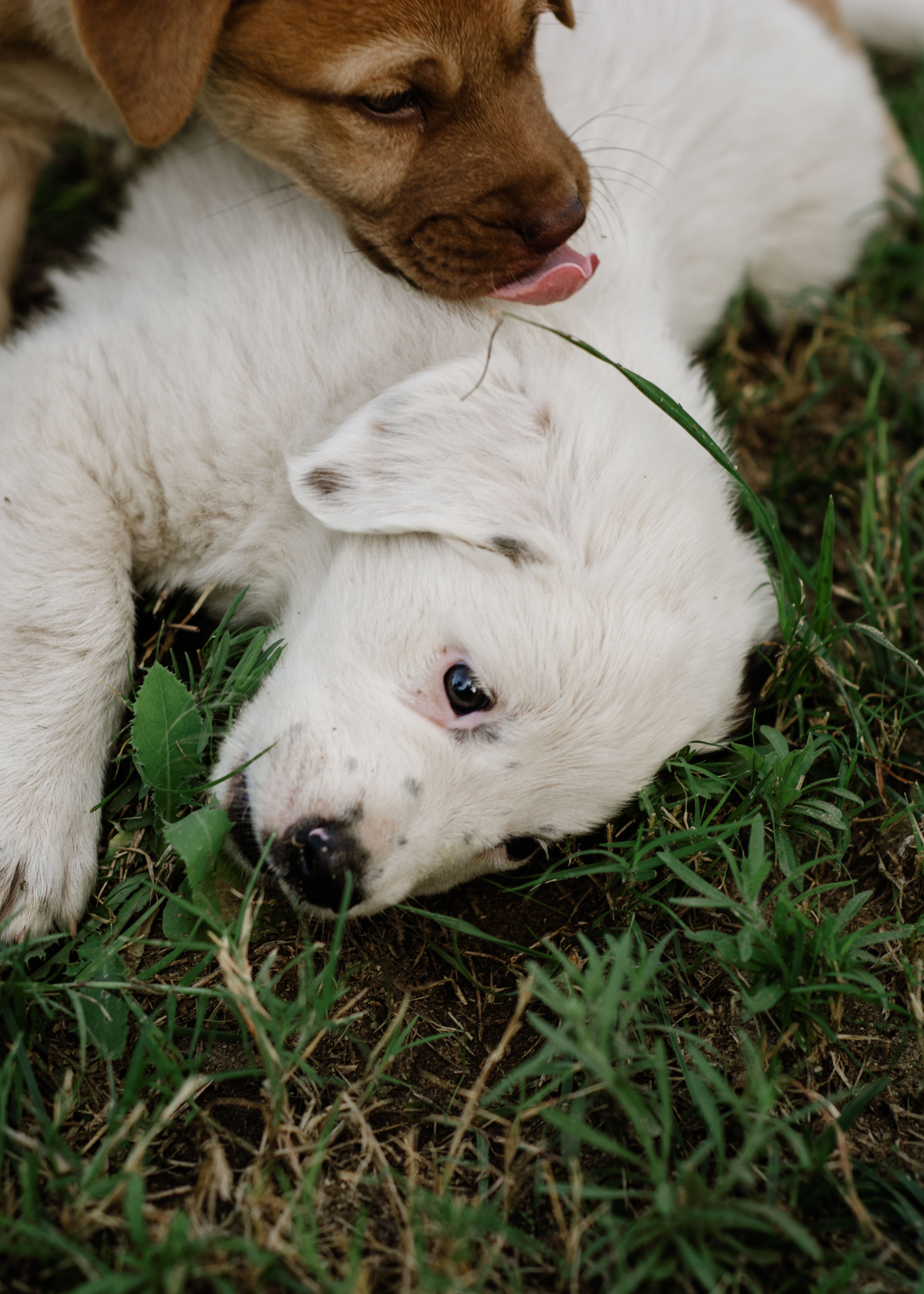 Pet Shops Near Me In Grafton: Local Guide for Responsible Pet Owners