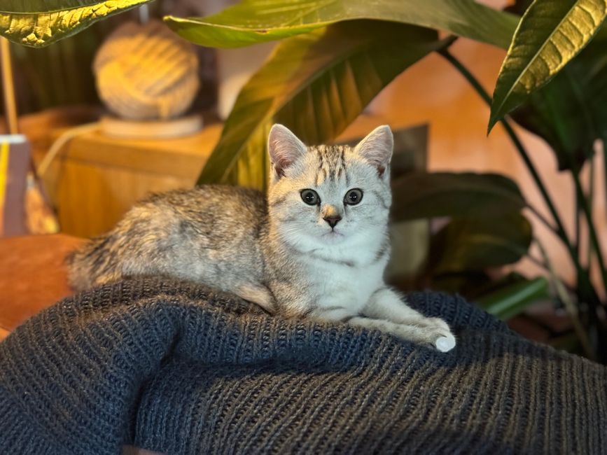 Purebred British Shorthair Kitten in St. John's