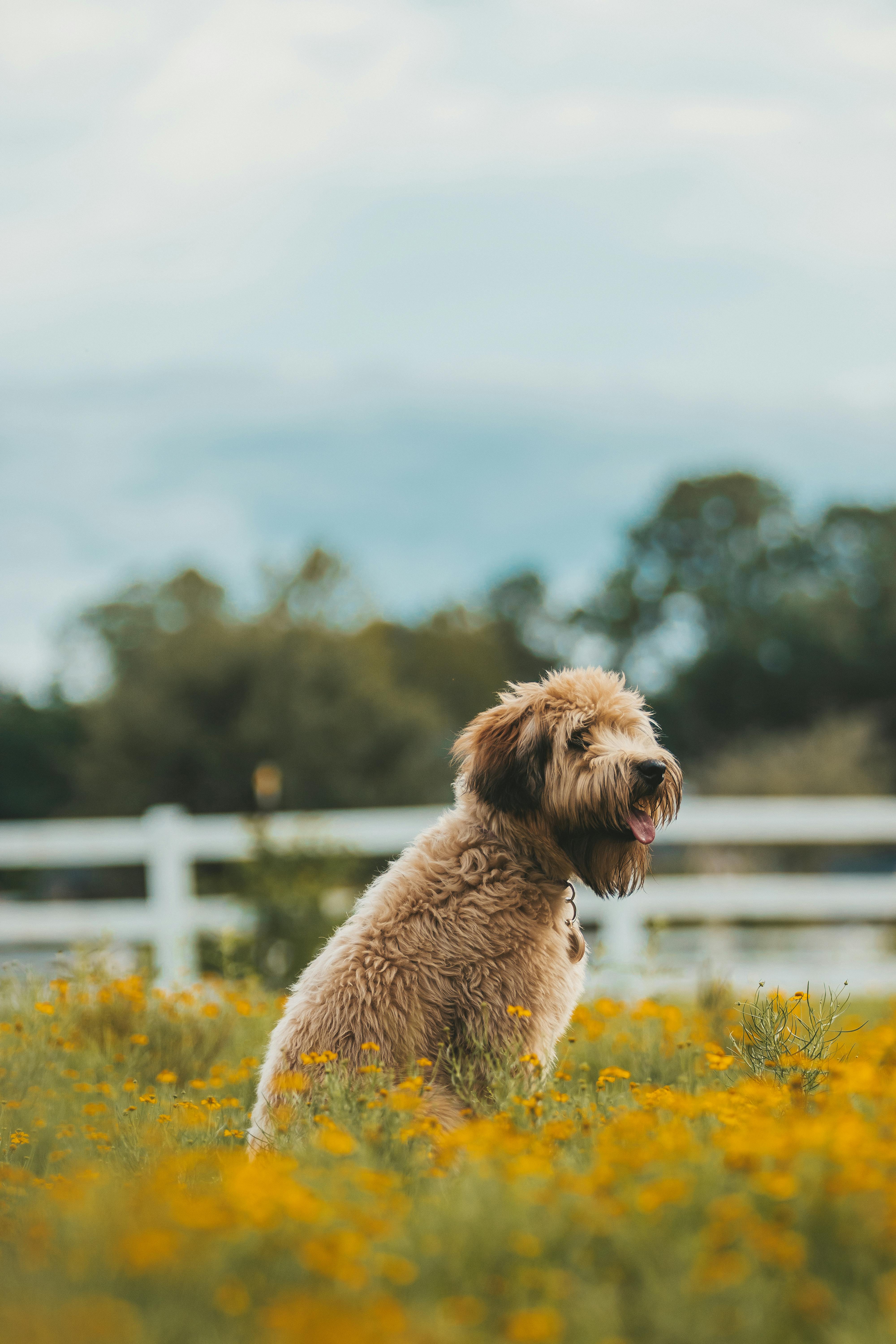 fluffy dog in yellow flower field outdoors