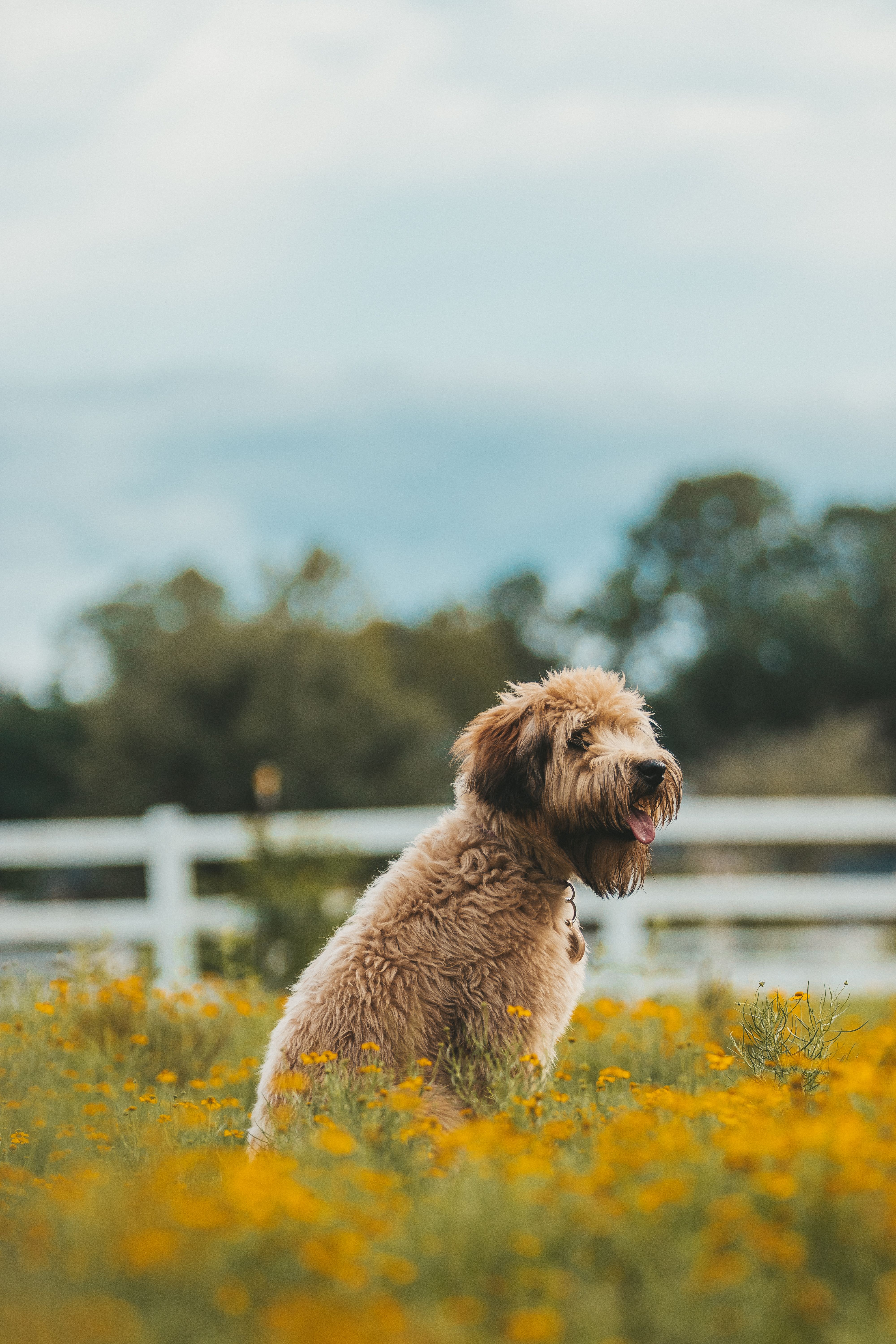 Fluffy Dog in Yellow Flower Field Outdoors · Free Stock Photo