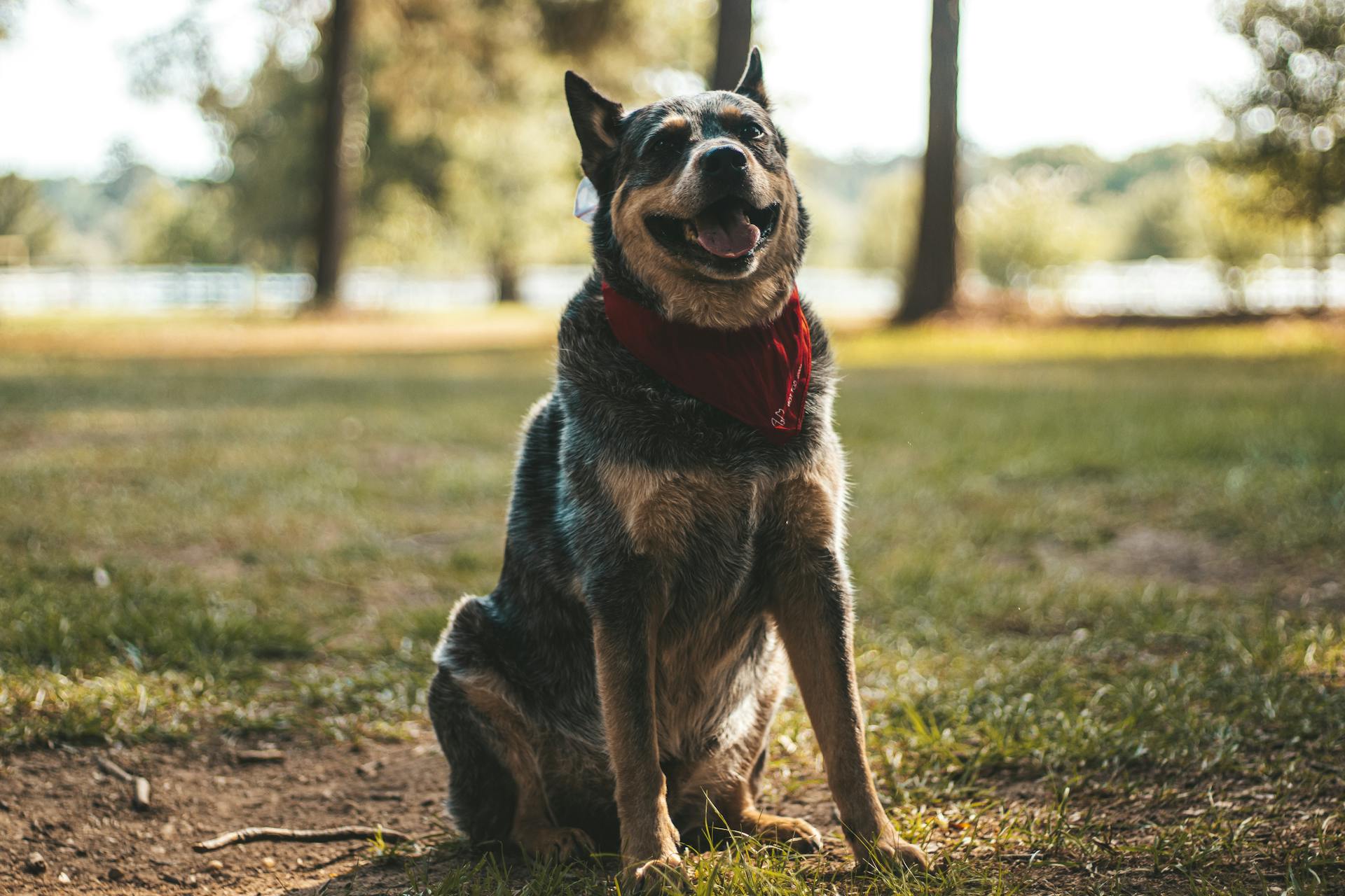 Blue Heeler with Red Bandana