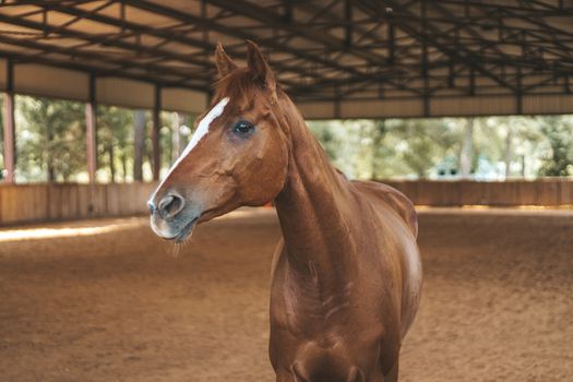 Horses at a Tulsa-area stable