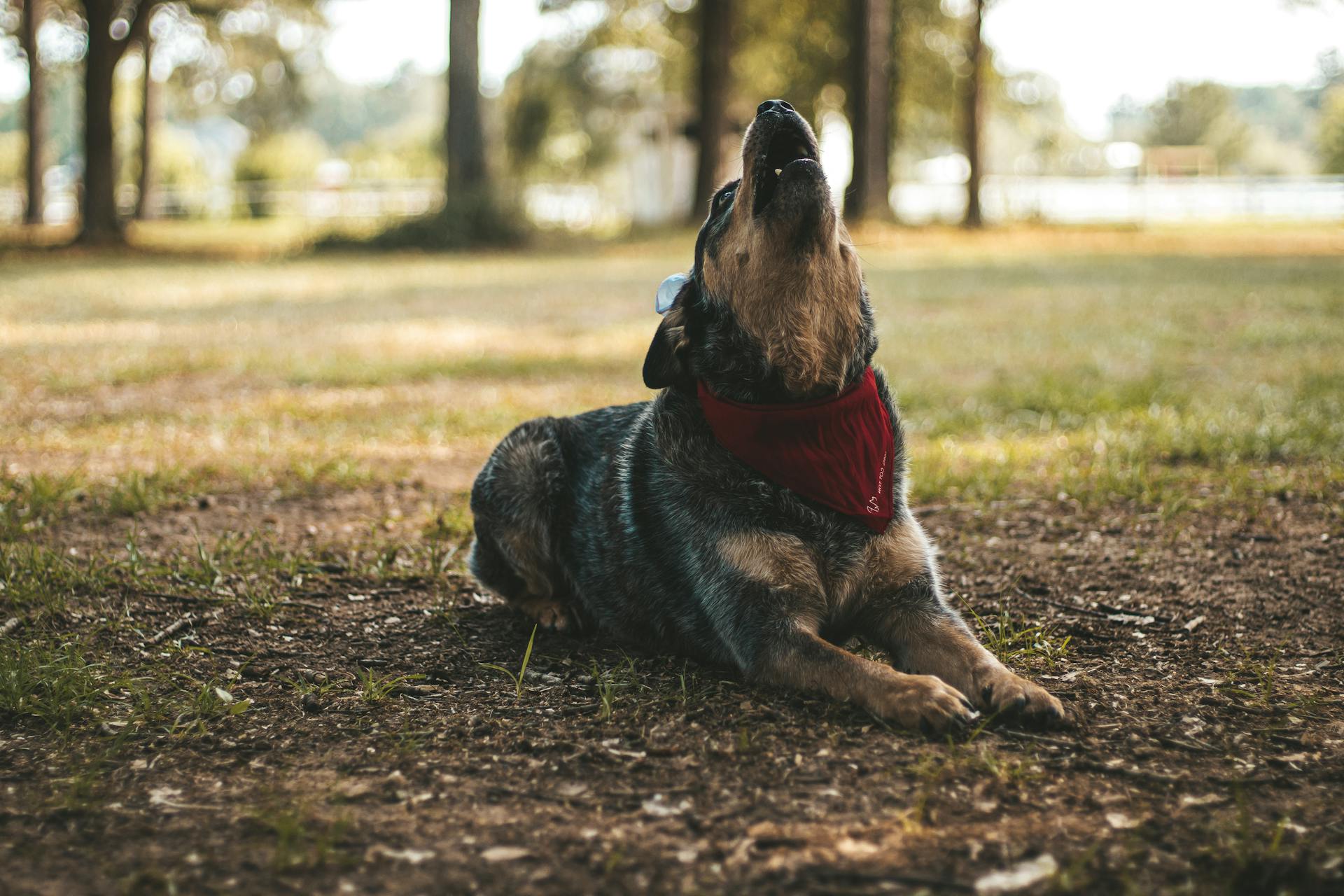 Blue Heeler with Red Bandana