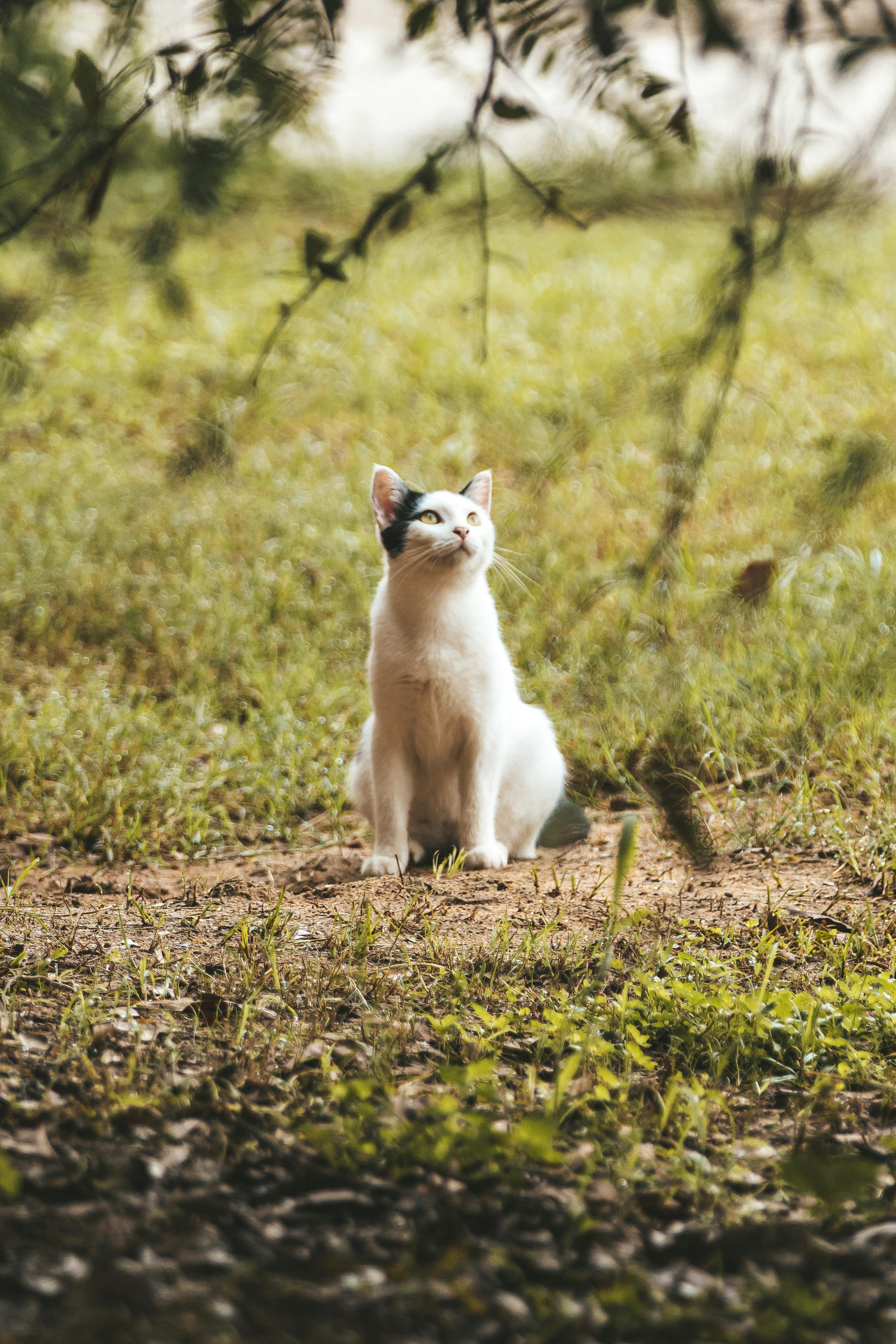 Miễn phí Chú mèo đáng yêu ngồi bình yên trong khu vườn đầy nắng, xung quanh là cây xanh tươi tốt. Ảnh lưu trữ