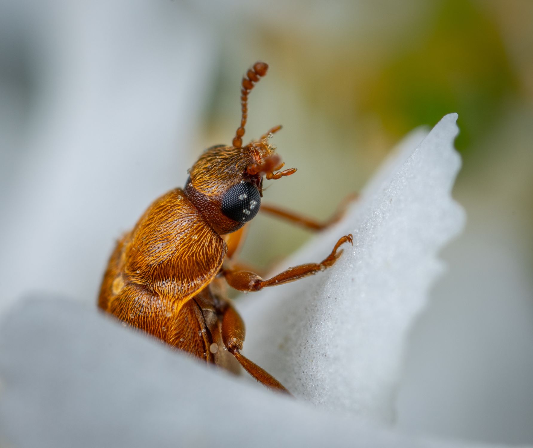 A Close-up Shot Of An Insect · Free Stock Photo