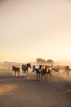 A serene scene of horses grazing in the morning mist at Hürmetci, Kayseri, Türkiye, captured beautifully at sunrise.