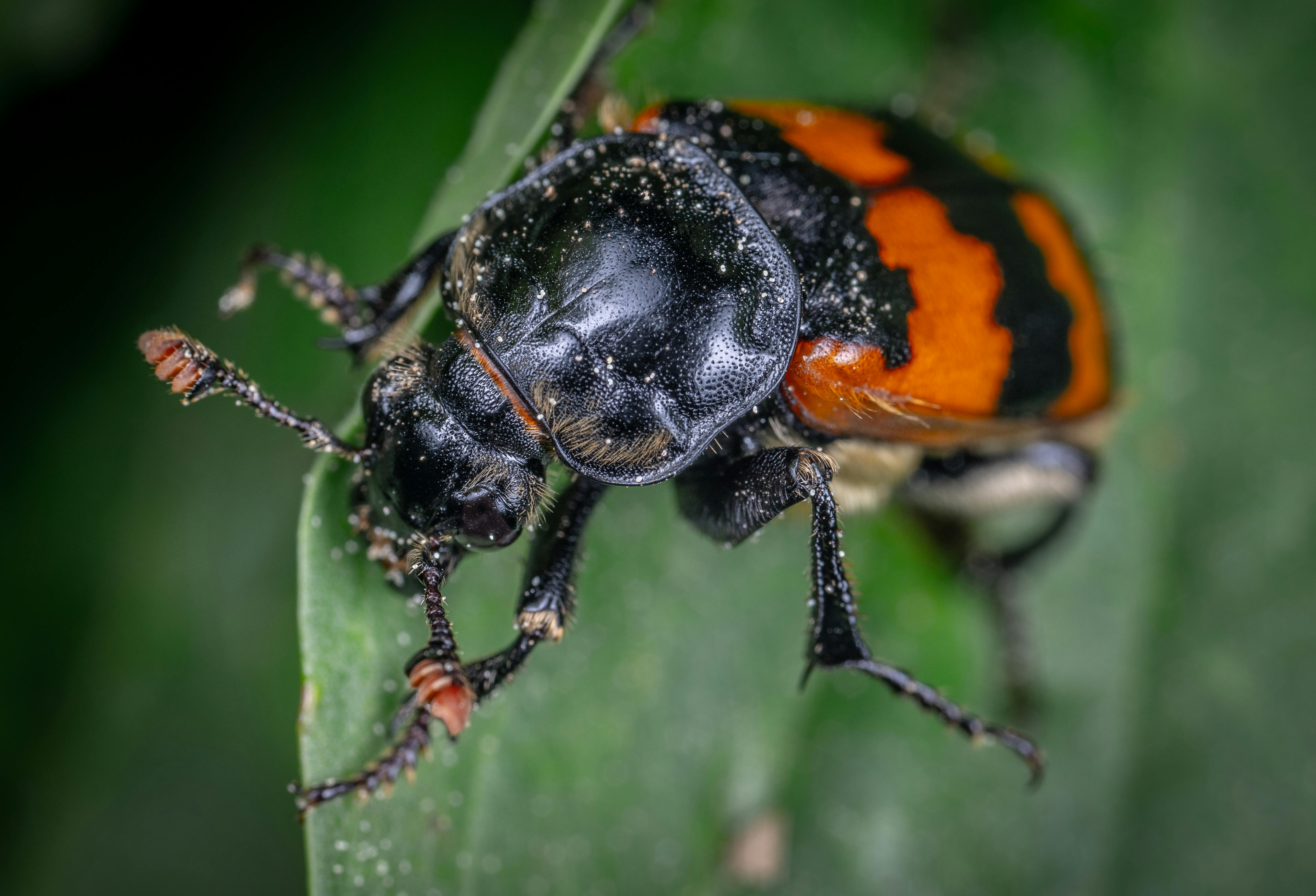 flying black bug with orange stripes