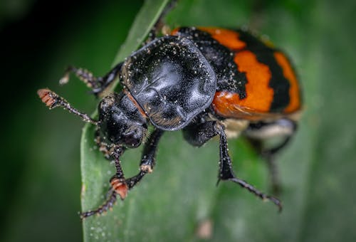 A Black And Orange Colored Beetle Ob A Leak