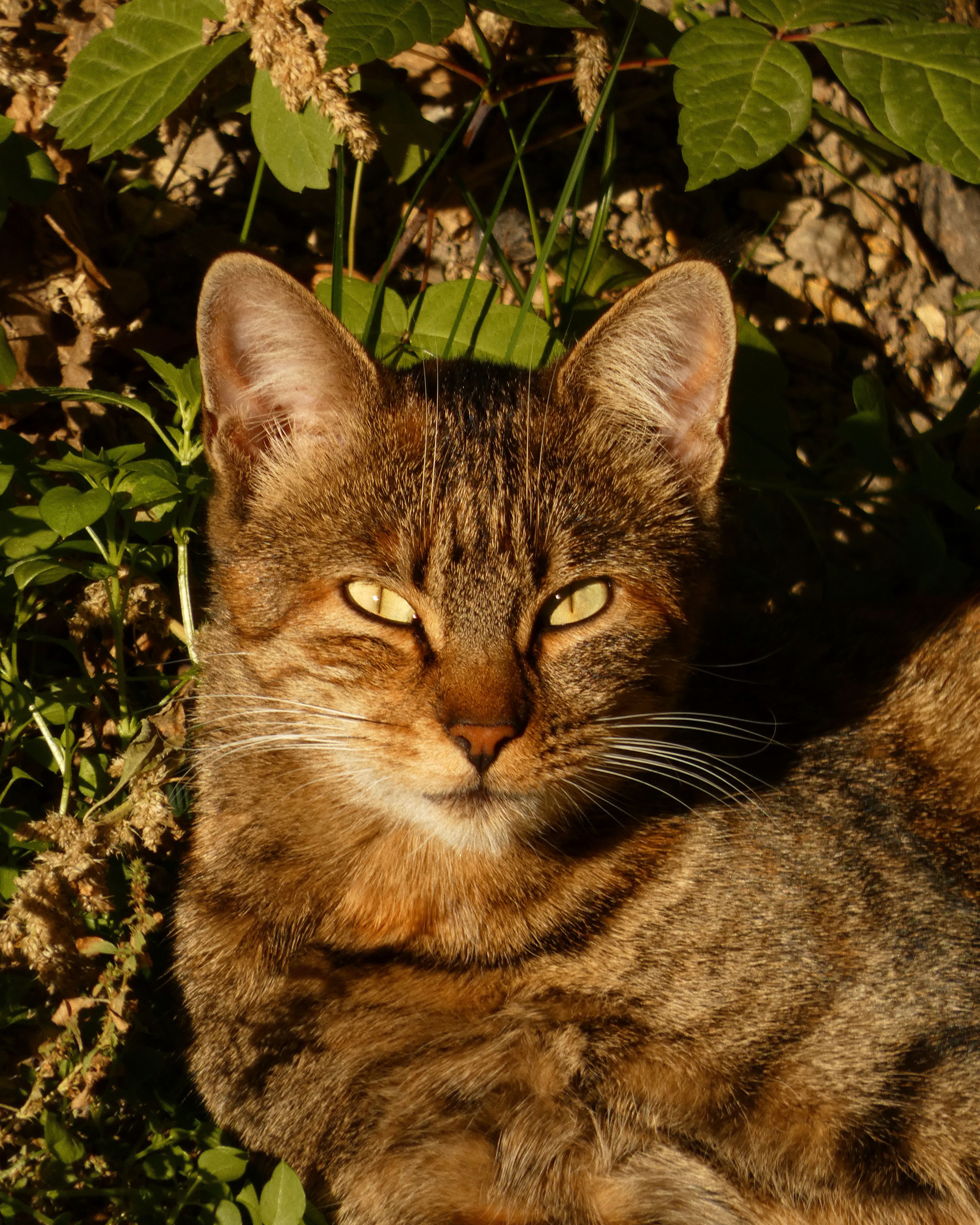Close-up of a Tabby Cat Relaxing Outdoors · Free Stock Photo