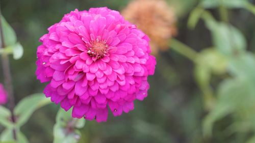 Free Close-up of a vibrant pink zinnia flower in full bloom with blurred background. Stock Photo