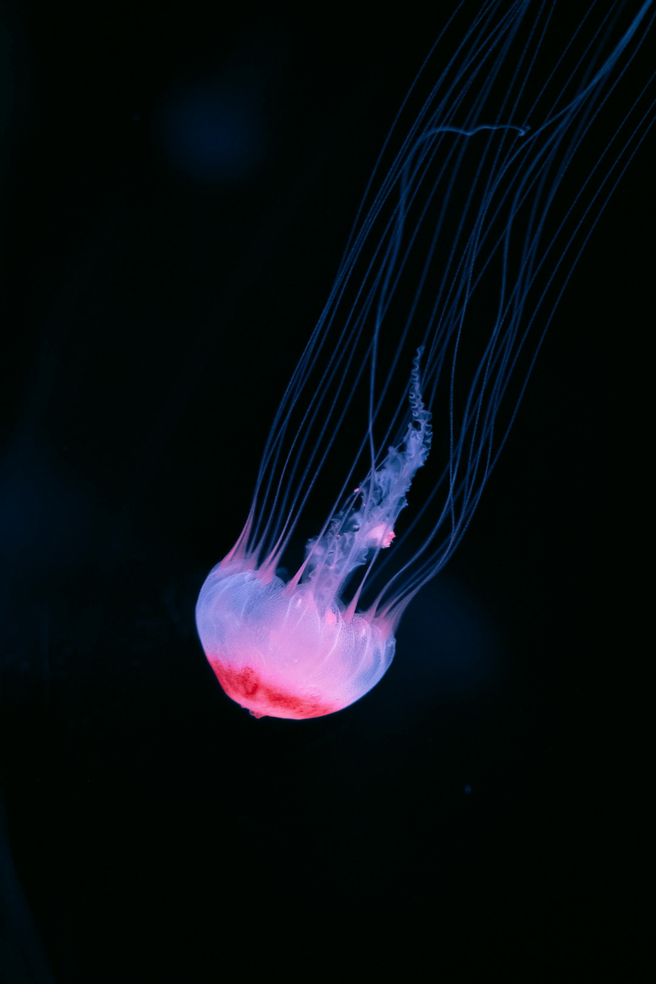 A glowing jellyfish with flowing tentacles elegantly drifts in a dimly lit aquarium.