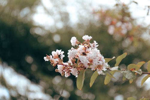 Free Beautiful white blossoms capture the essence of spring in Taipei, Taiwan. Stock Photo