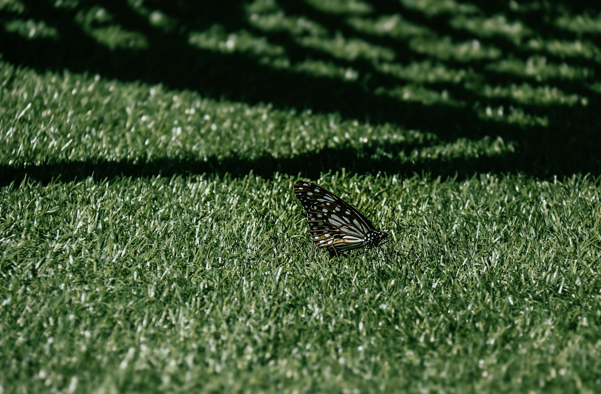 A butterfly with intricate patterns rests on vibrant green grass under dappled sunlight.