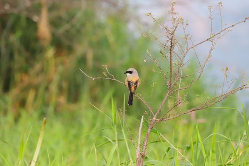 Free A shrike bird sits elegantly on a branch amidst vibrant greenery, showcasing nature's beauty. Stock Photo