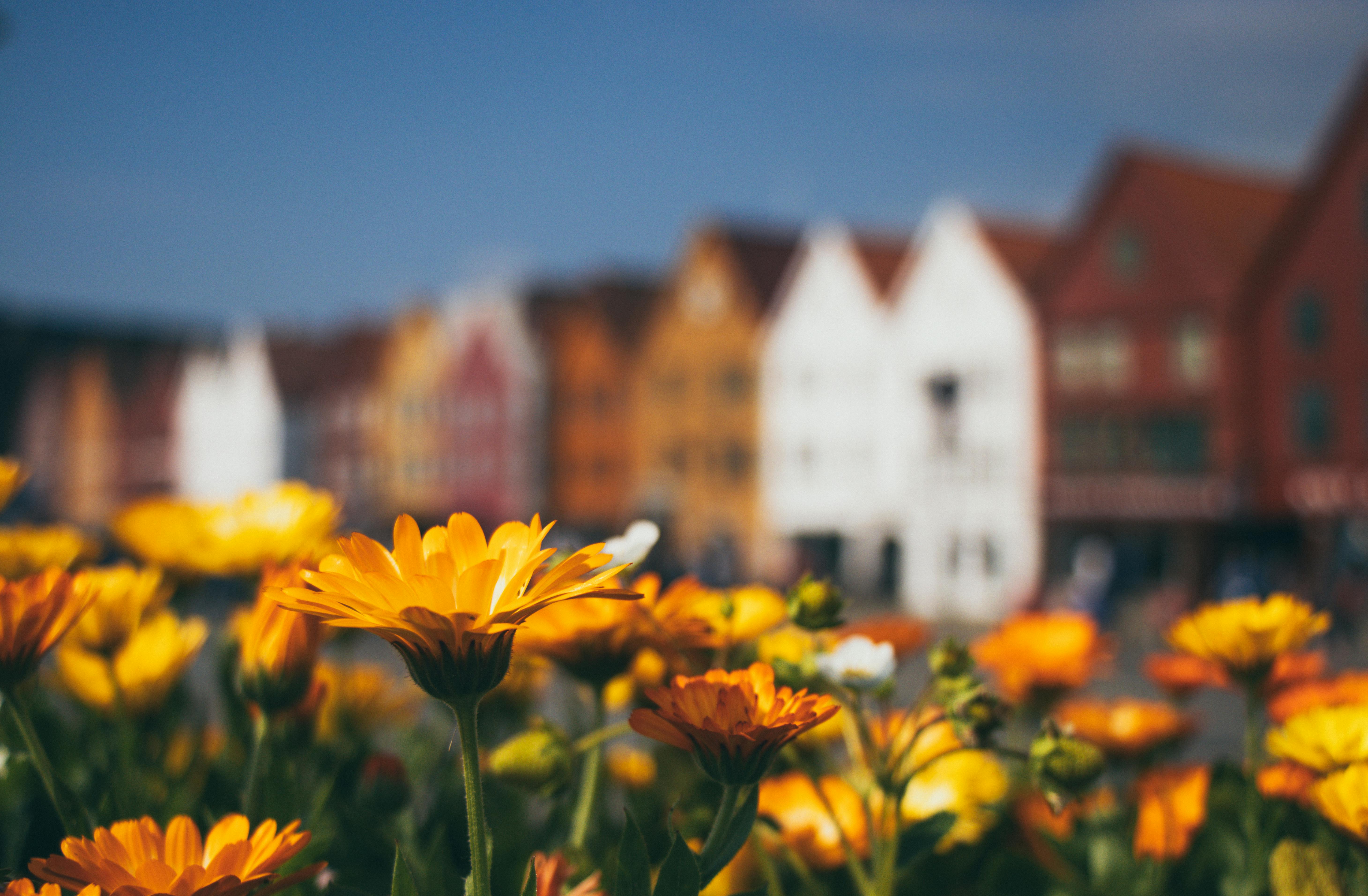 yellow flowers in bloom