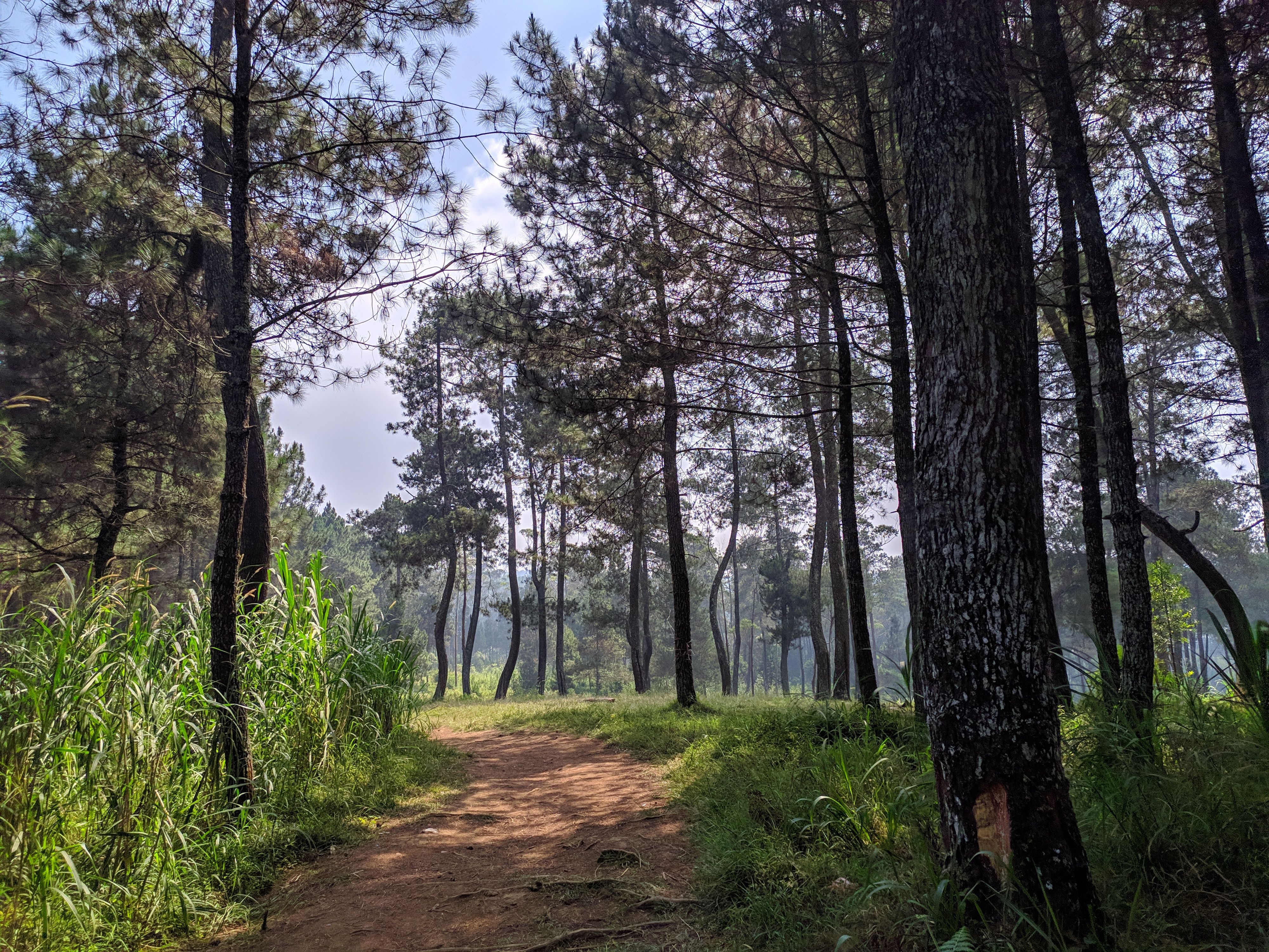 Serene Pine Forest Pathway in Daylight · Free Stock Photo