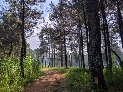 Free A peaceful dirt path through a green pine forest under a clear sky. Stock Photo