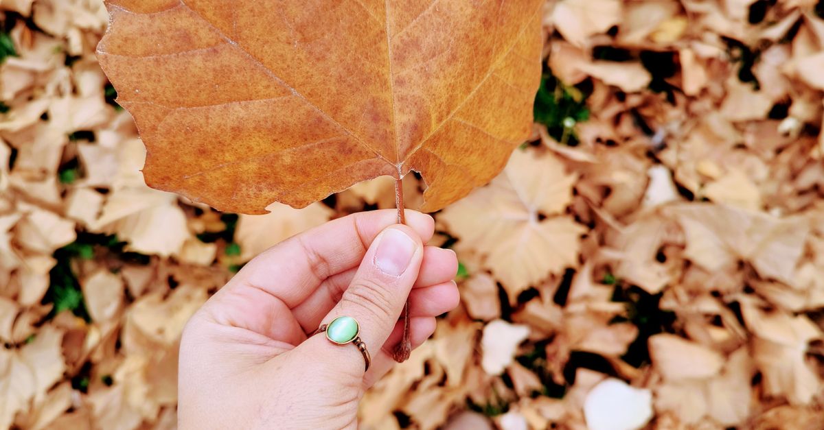 Hand Lettered Fallen Hand holding autumn leaf on fallen foliage background · Free Stock Photo