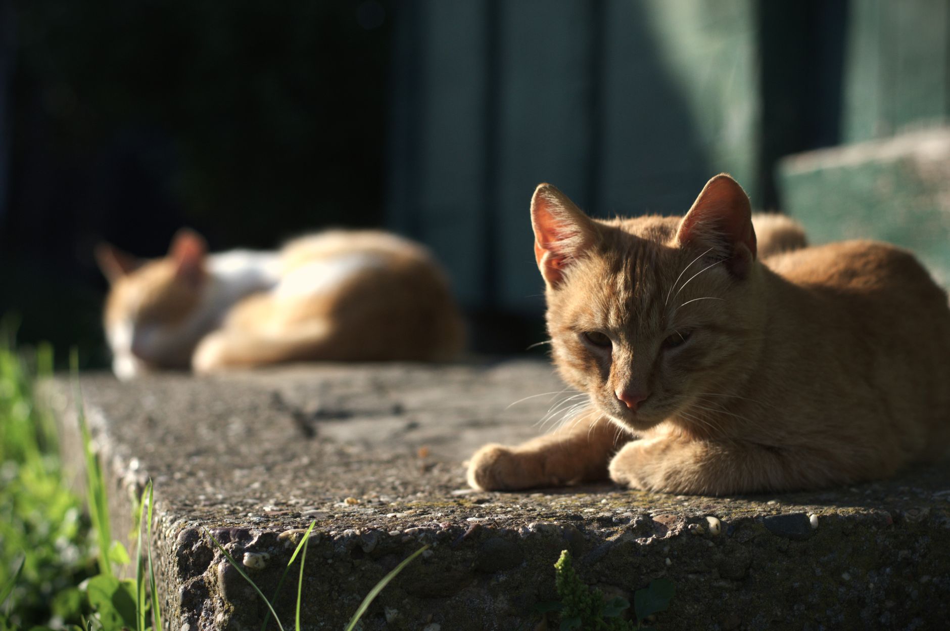 Veterinary care for a cat