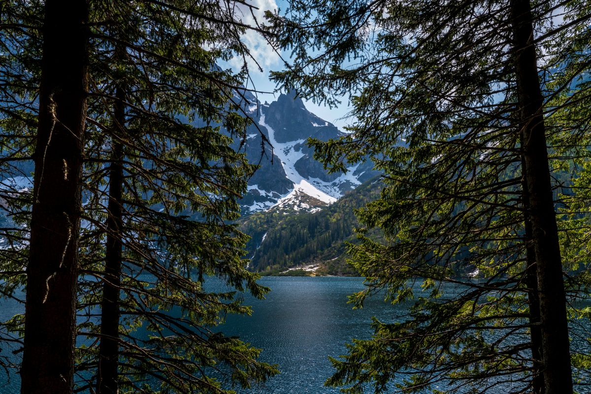 Lac vazut printre trunchiuri de brad, cu varf inzapezit