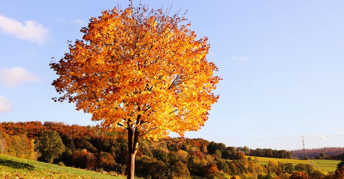 Tree Scenic Vibrant Autumn Tree in Scenic Landscape · Free Stock Photo