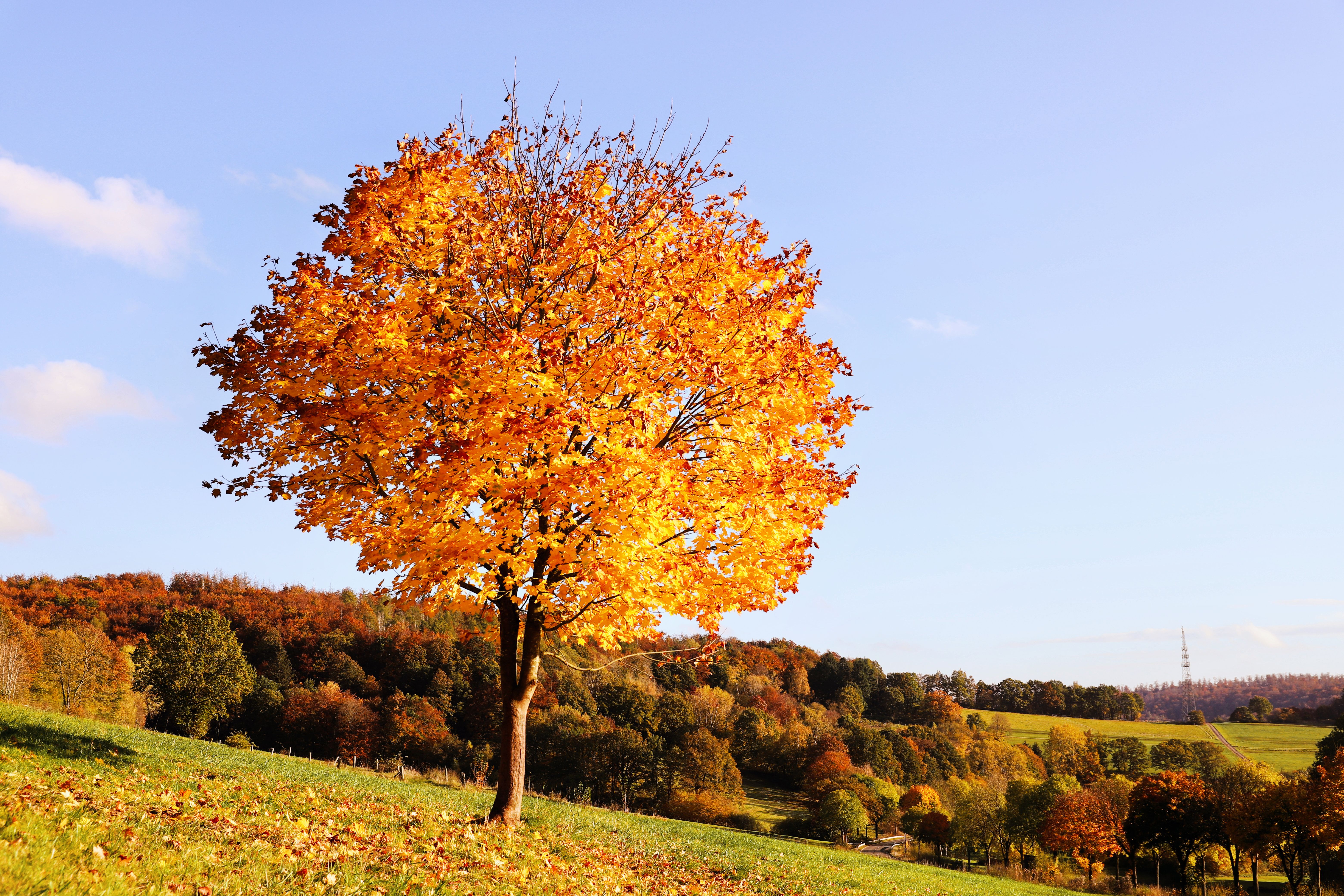 Vibrant Autumn Tree in Scenic Landscape · Free Stock Photo