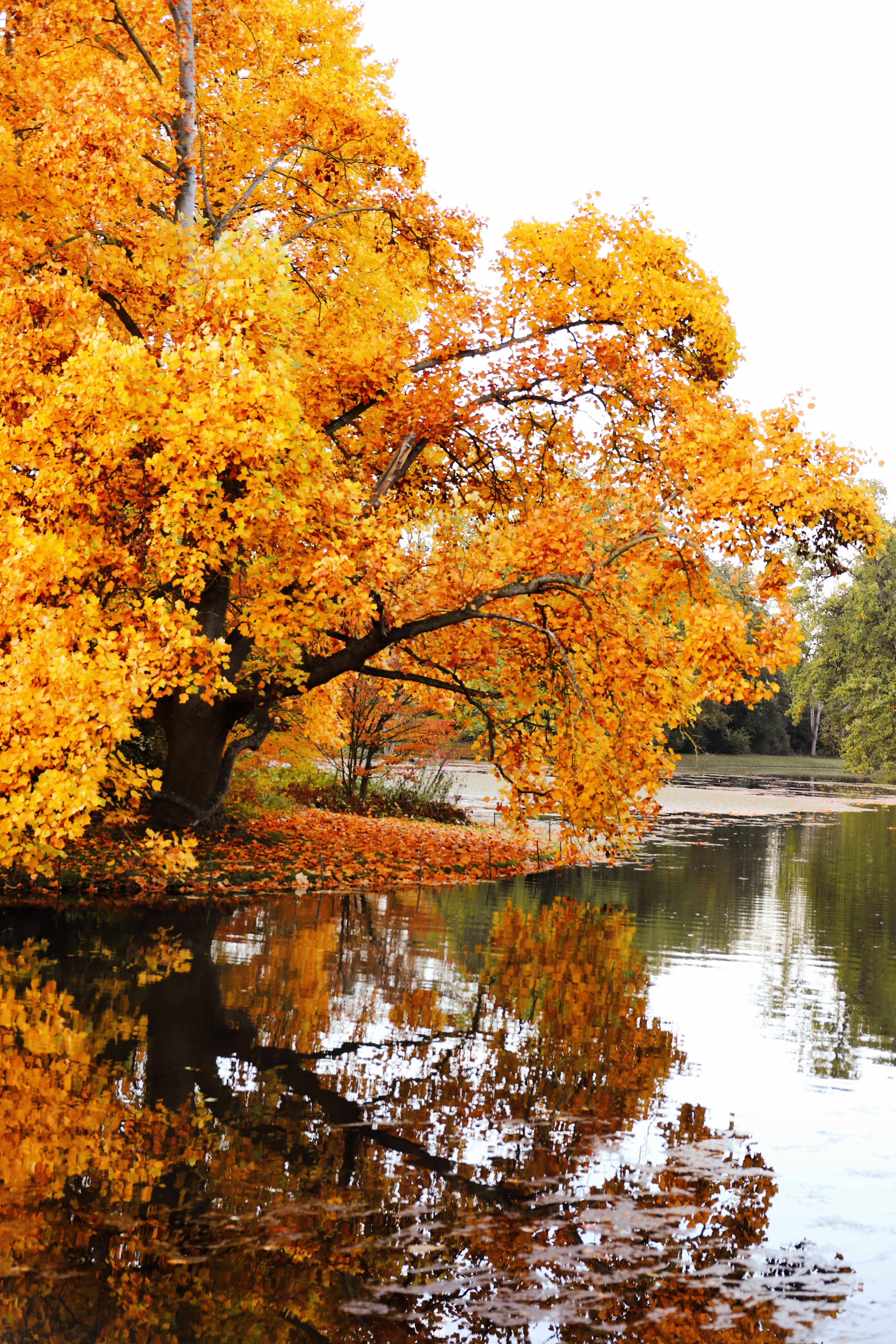 Golden Autumn Tree Reflecting in Tranquil Lake · Free Stock Photo