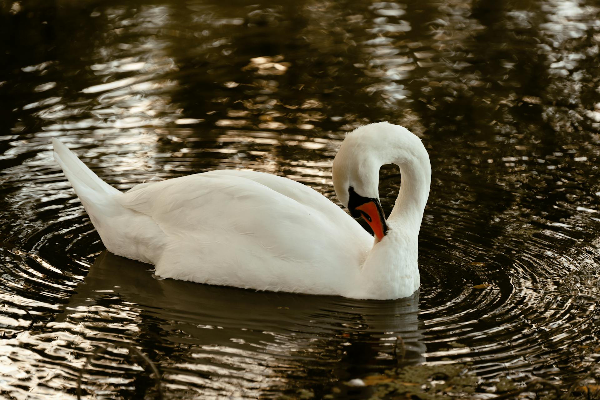 Le cygne