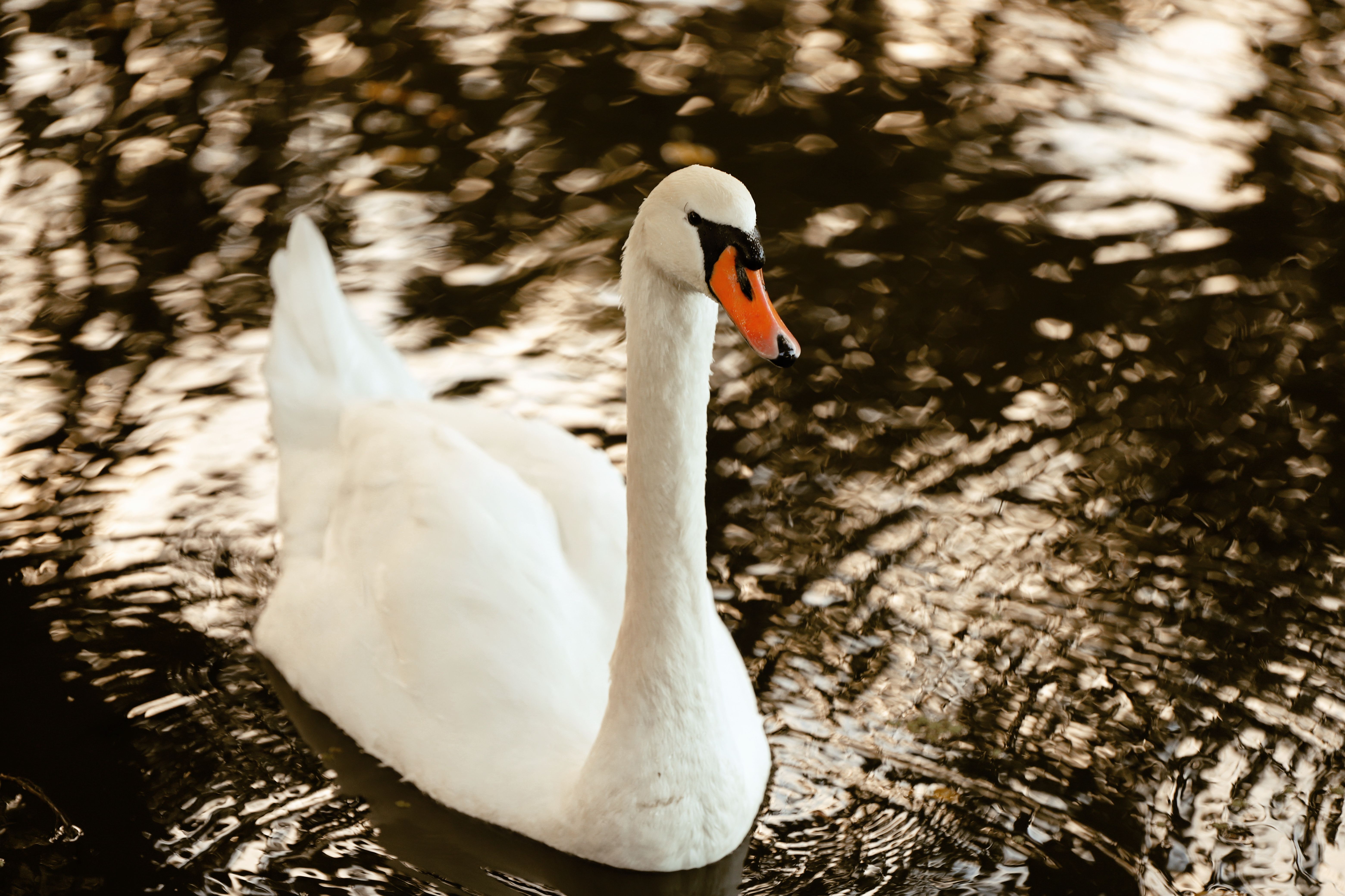 A graceful swan gliding over water with shimmering reflections.