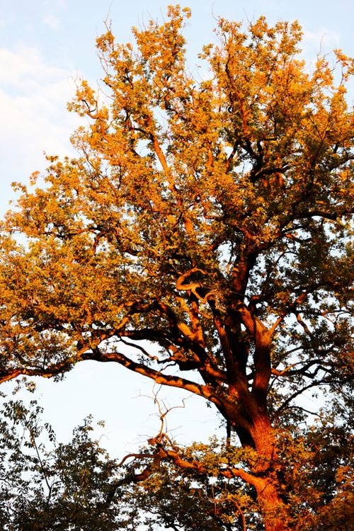 Free A golden-hued tree basking in warm autumn sunlight in a forest setting. Stock Photo