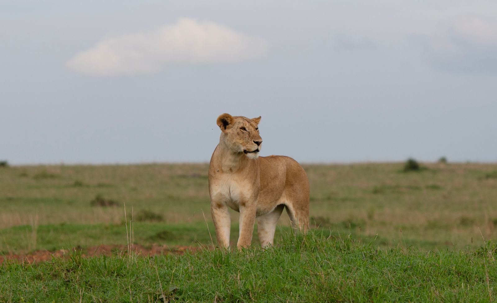 Serengeti