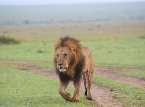 Masai Mara private game drives — Kenya Safari