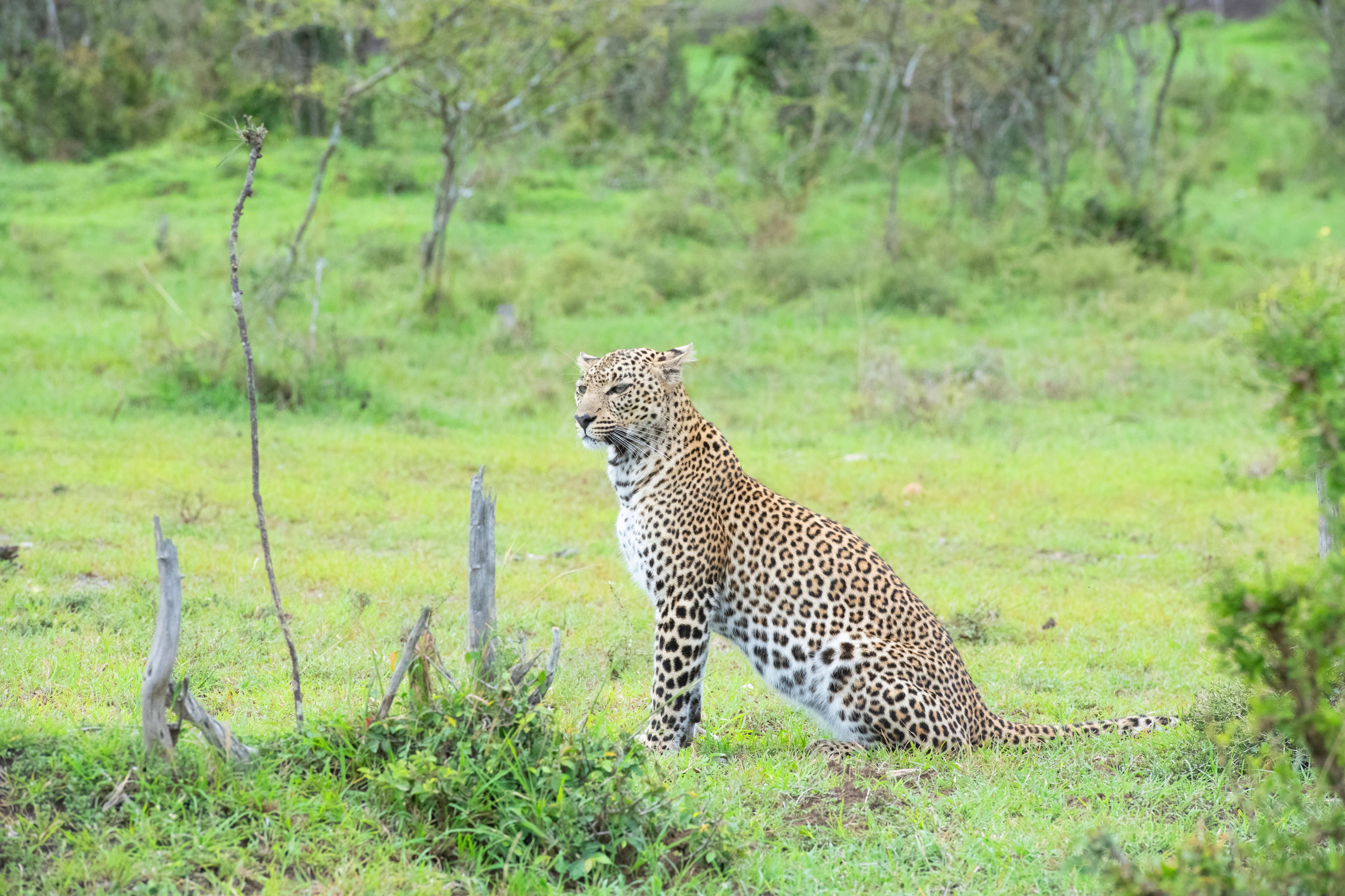A solitary leopard sits majestically in the vibrant green savannah, showcasing its elegant spots.