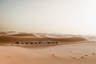 Camel Caravan Traversing Merzouga Dunes