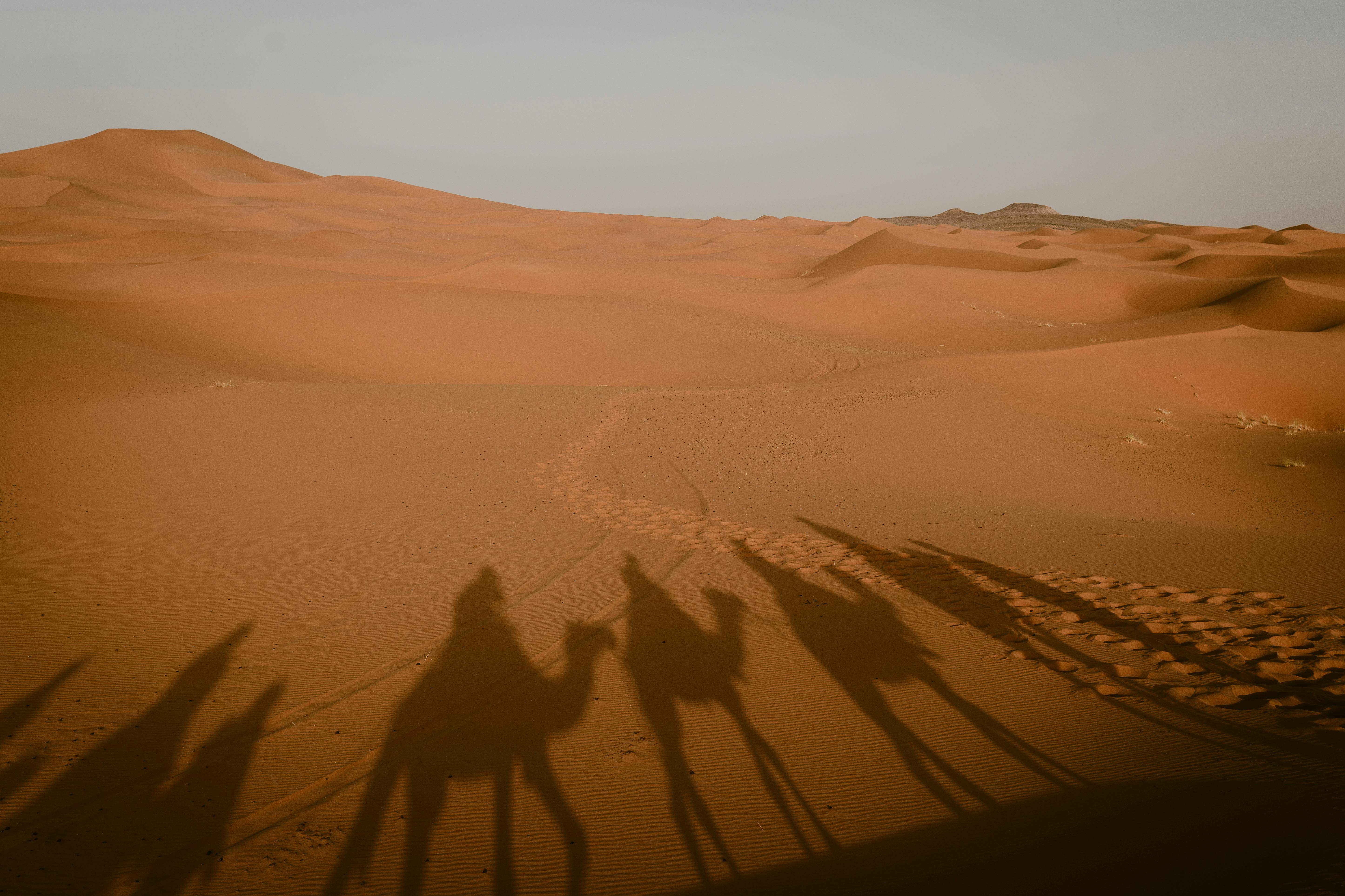 Camel shadows on vast Sahara dunes Erg Chebbi Morocco