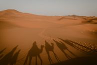 Silhouette of camels in Merzouga, Morocco's Sahara desert, casting long shadows on sand dunes at dusk.