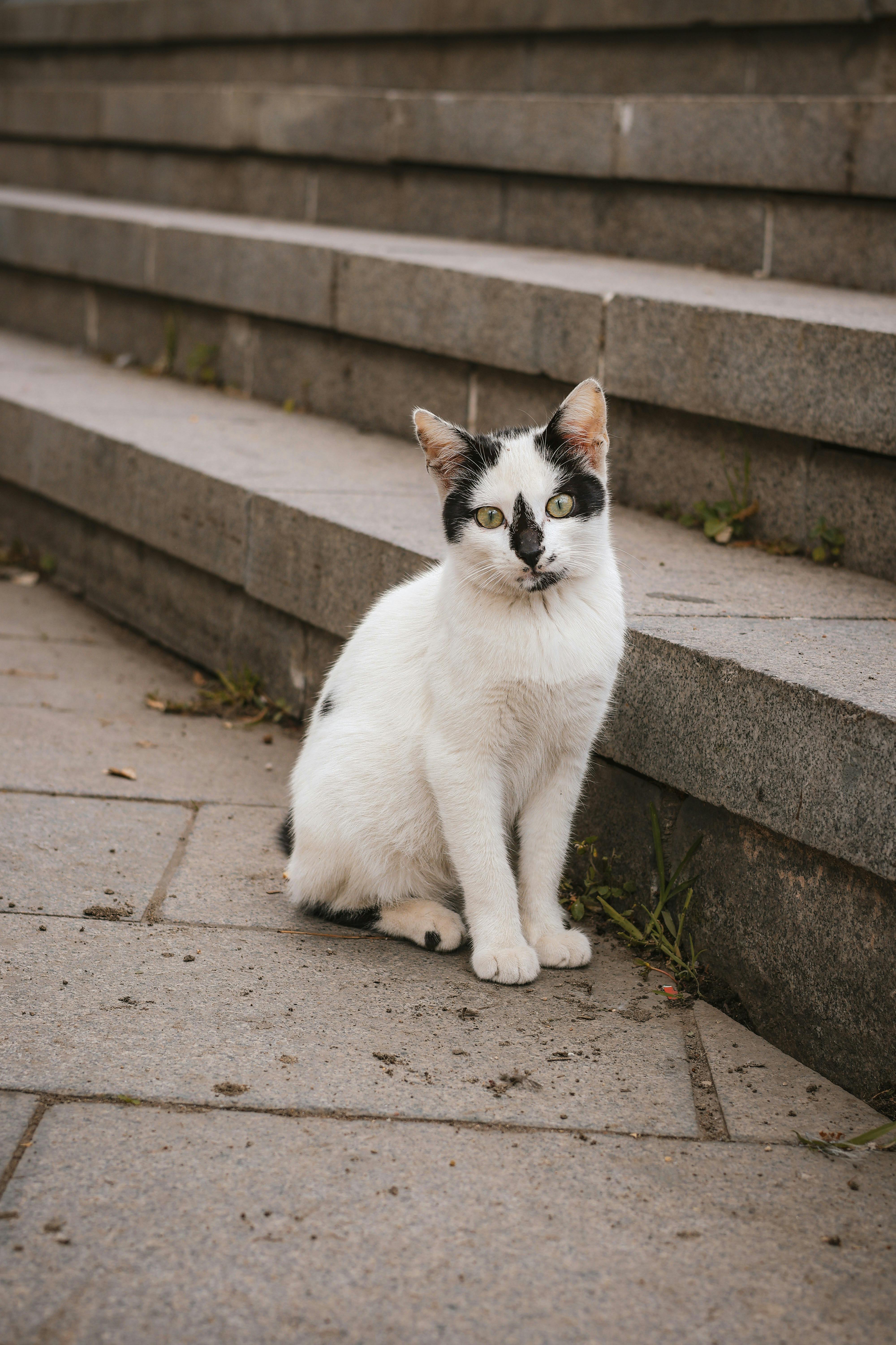 Katzenspielzeuge zur Stressbewältigung