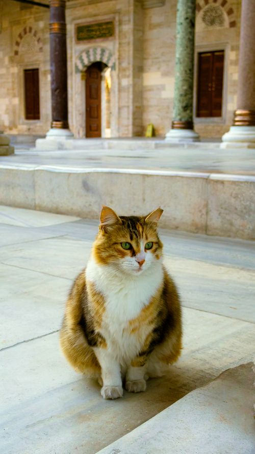 Free A beautiful cat sits serenely in a historic Istanbul courtyard, embodying charm and tranquility. Stock Photo