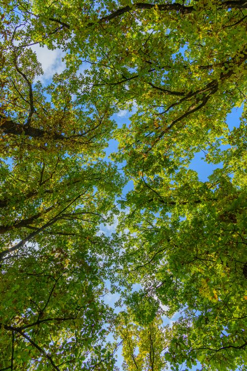 Free Looking up at a vibrant green forest canopy against a bright blue sky in summer. Stock Photo